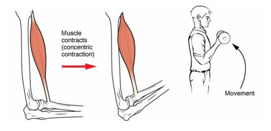<ul><li><p>A type of muscle contraction in which the muscles shorten while generating force, overcoming resistance. </p><ul><li><p>For example, when lifting a heavy weight, a concentric contraction of the biceps would cause the arm to bend at the elbow, lifting the weight towards the shoulder. Cross-bridge cycling occurs, shortening the sarcomere, muscle fibre, and muscle.</p></li></ul></li></ul><p></p>