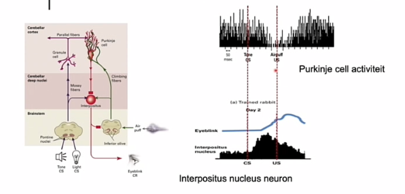 <p>constant vrij hoge firing rate baseline</p><p></p><p>associatie gevormd </p><p>CS aangeboden, act naar beneden, als US wordt aangeboden > weer omhoog </p><p></p><p>waarom neemt die activiteit af van purkinje cell?</p><p>signalen van climbing en mossy fibers samenkomen bij purkinje cells, zet proces in gang van LTD, synapsen, tussen parallel fibers en purkinje cellen minder efficient </p><p></p><p>na een tijdje CS alleen wordt aageboden niet g3enoeg meer die purkinje cells activeren? deactivatie ten opzichte van baseline</p><p></p><p>act in NI is een goede maat voor CR</p><p></p>