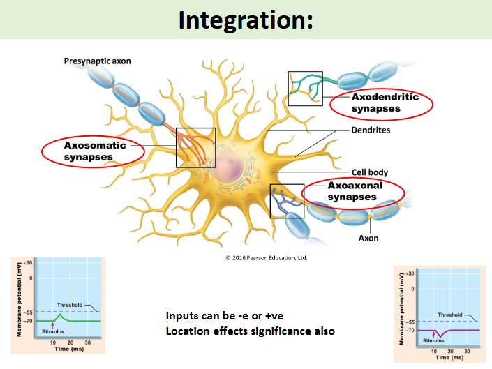 <p>input of signals from other neurones and integration may or may not trigger the action potential. there would be a nerve conduction and this would depolarise the terminal boutons. there is also calcium dependent/ transmitters release and a calcium influx </p>