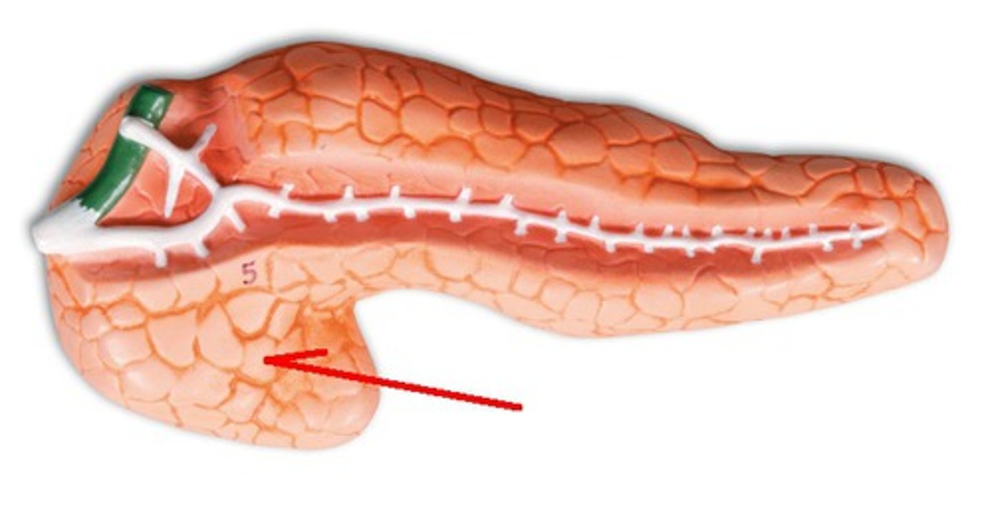 <p>Identify the structure, organ, or bone.</p>