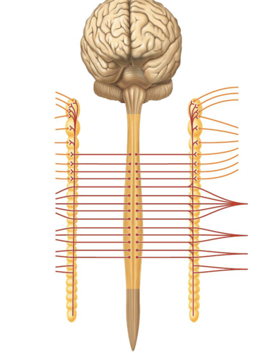 <p>nerve<strong> running along each side </strong>of the vertebral column</p>