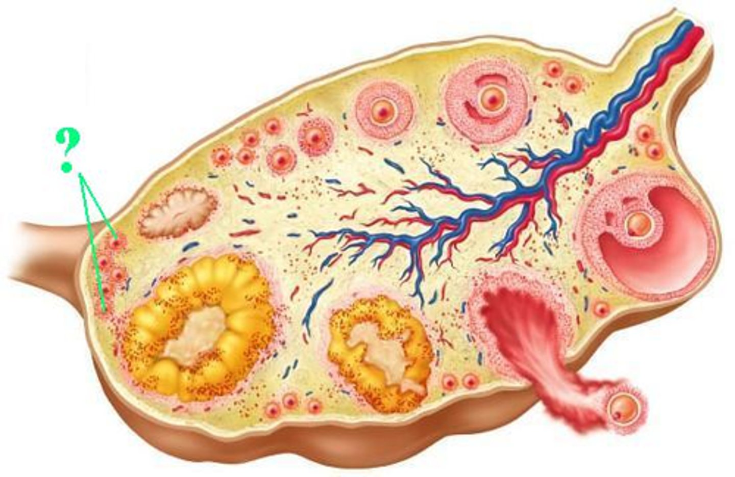 <p>primordial follicles</p><p>OR</p><p>primary follicles</p>
