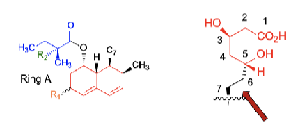 <p><strong><u>HMG-CoA reductase inhibitors SAR</u></strong></p><ol><li><p>The _____________ is essential for inhib activity </p></li><li><p>________________ ring essential for anchoring the compound</p></li><li><p>^ Replacement w cyclohexane ring = ____________ in activity</p></li><li><p>___________ can inc/dec activity</p></li><li><p>Ester side chain → ether = _____ activity</p></li><li><p>_________ +activity 2x</p></li></ol><p></p>