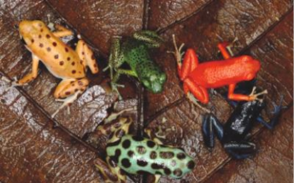 <ul><li><p>Less common</p></li><li><p>Polymorphism</p></li><li><p>A trait that exist in 2 or more discrete states in the same species</p><ul><li><p>Blue and White now geese</p></li><li><p>Panama frogs coloration</p></li></ul></li></ul><p></p>