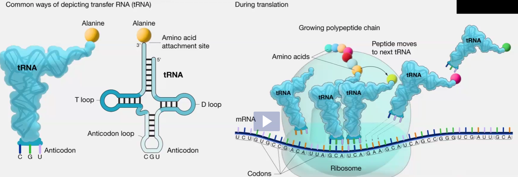 <ul><li><p>Looks like a curved croissant</p></li><li><p>Function is to carry amino acids into ribosome to make proteins</p><ul><li><p>Anti codon of tRNA reads mRNA codon</p></li></ul></li><li><p>DNA Pol III</p></li></ul><p></p>