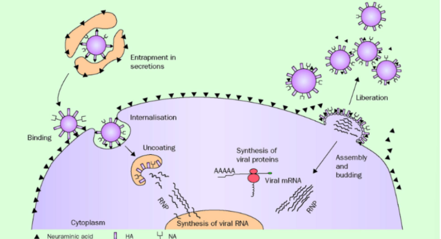 knowt flashcard image