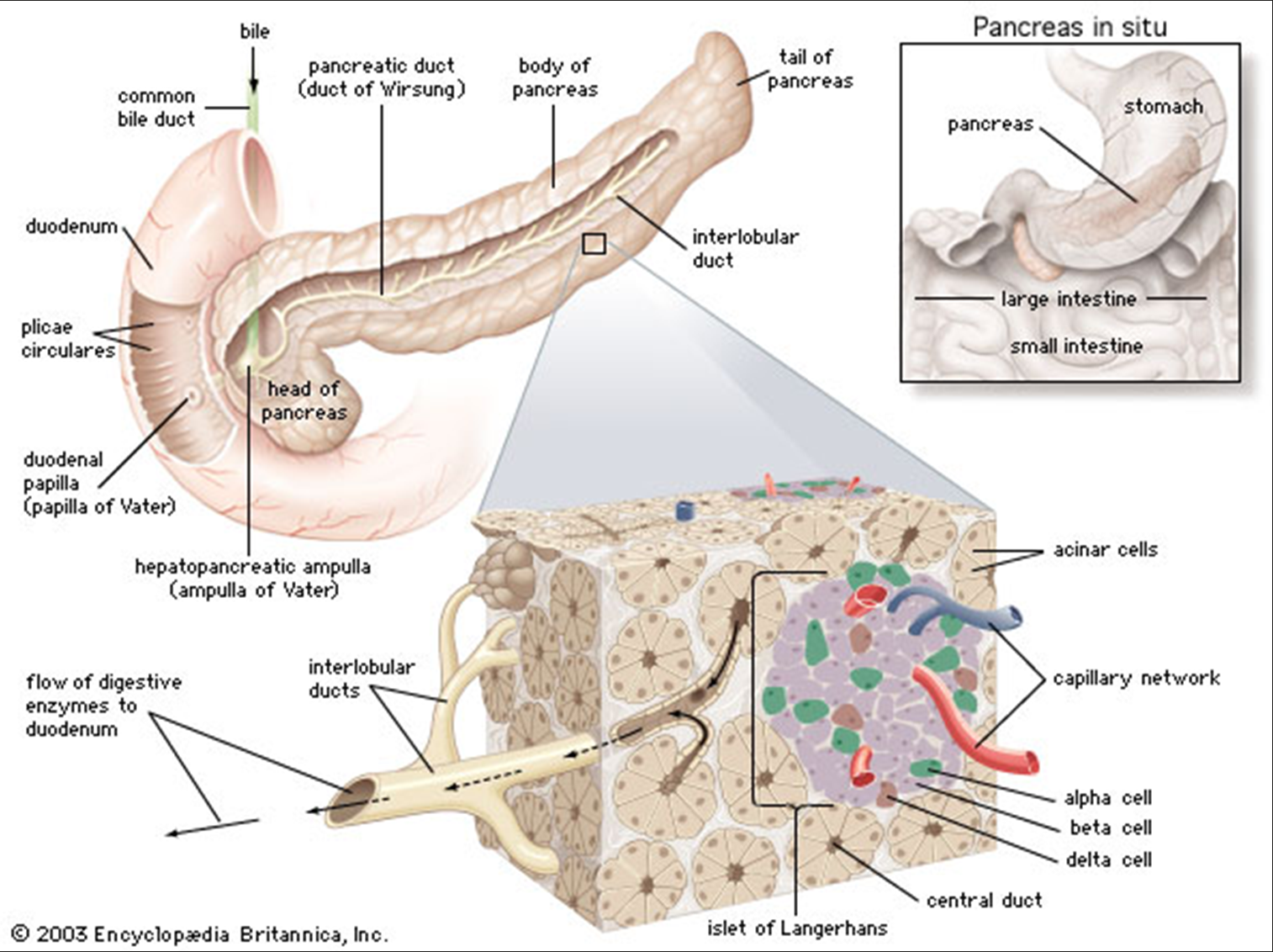 <ul><li><p><span>Lies behind and lower to the stomach on the left side of the abdominal cavity.</span></p></li><li><p><span>Head:&nbsp;The widest and most medial part, connected to the&nbsp;duodenum.</span></p></li><li><p><span>Tail:&nbsp;A narrow, tapered extension on the&nbsp;left side&nbsp;near the&nbsp;spleen.</span></p></li><li><p><span>it's about the size of your hand&nbsp; (about 15cm long)</span></p></li></ul><p></p>