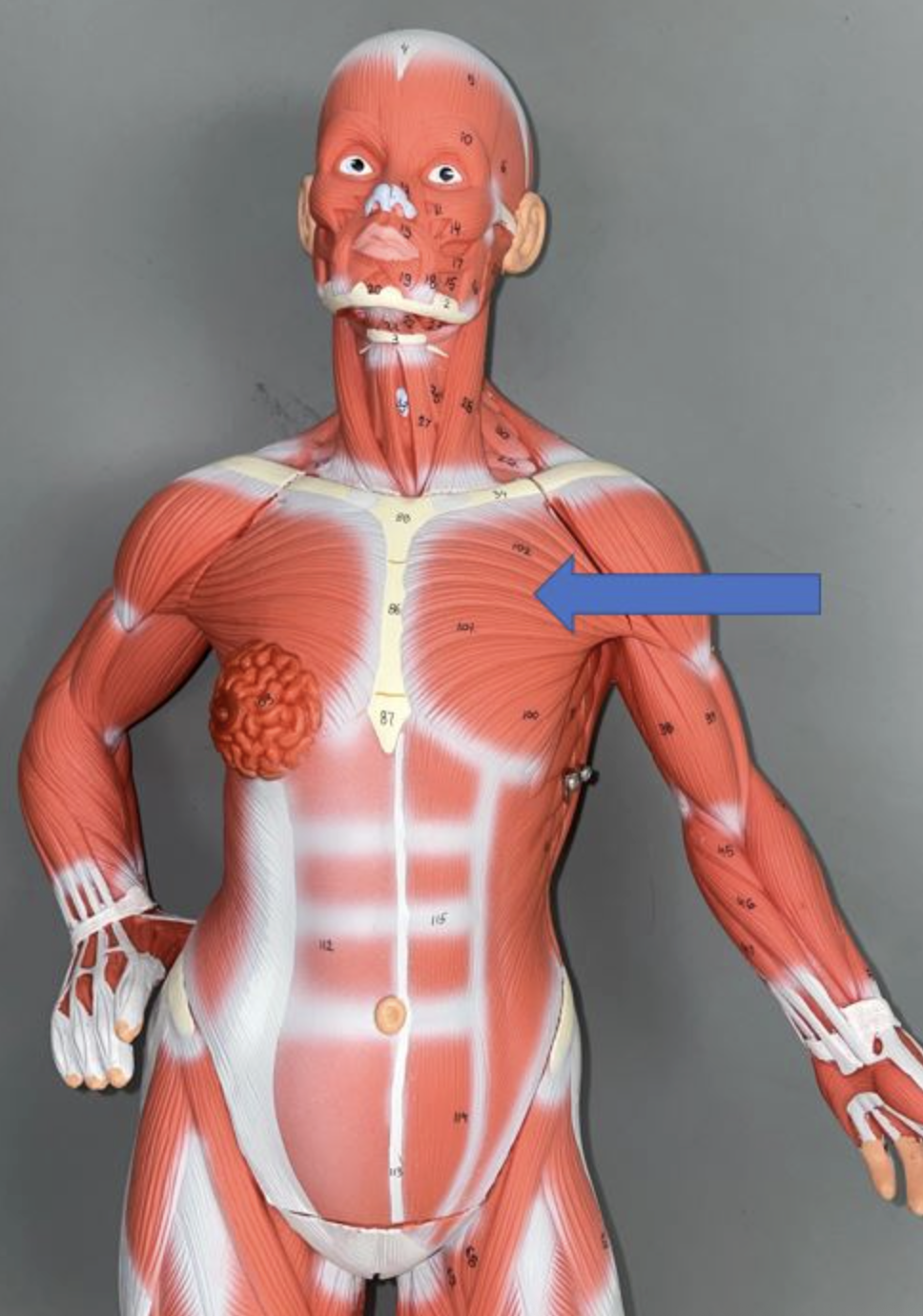 <p>muscle name & action</p>