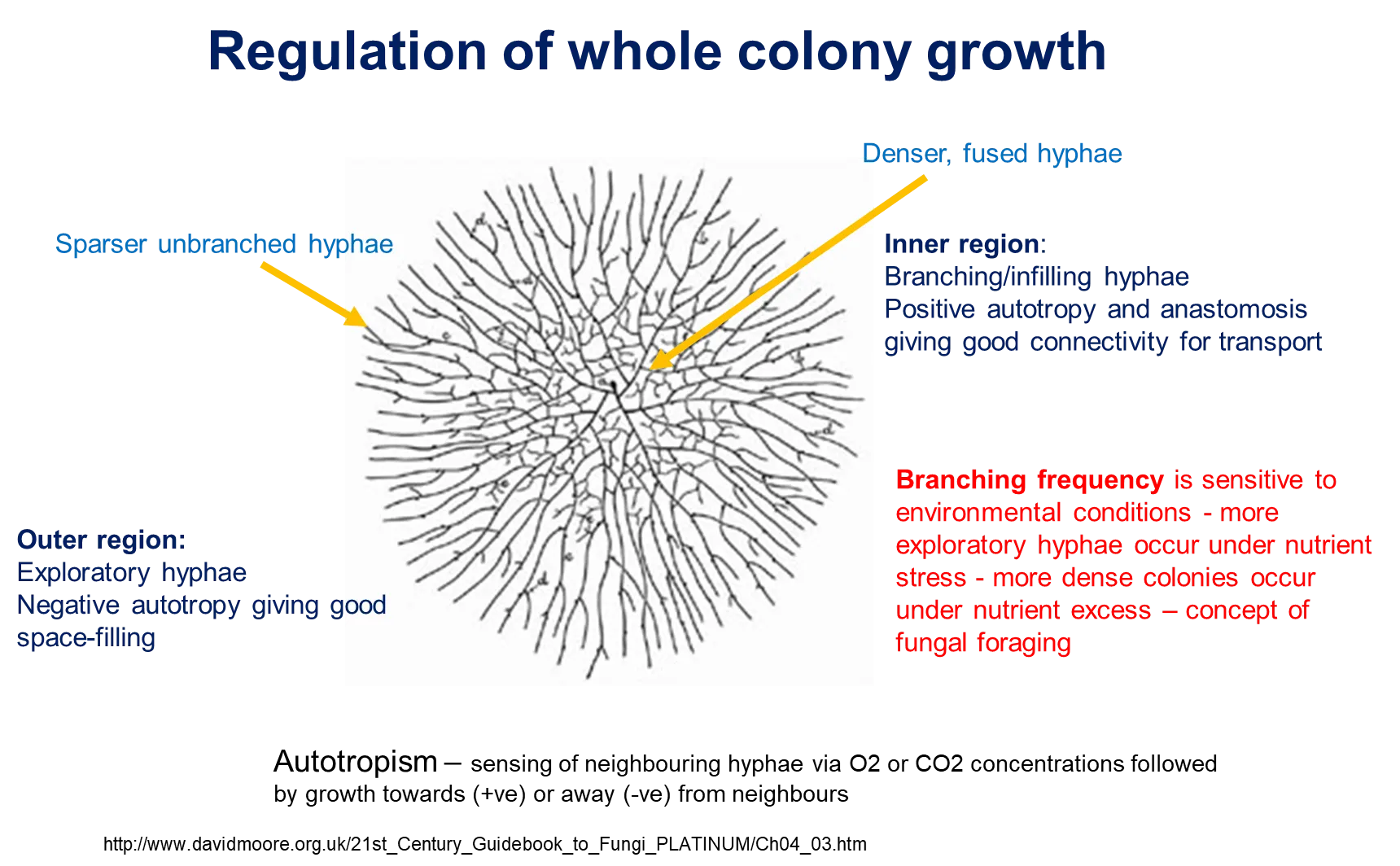 <ul><li><p>at the <strong>centre</strong>, the hyphae are more <strong>densely packed</strong> and fused together by <strong>anastomosis </strong>+ <strong>positive </strong>autotrophy for transport and exchange</p></li><li><p>moving <strong>further </strong>out, the hyphae become <strong>exploratory</strong>, <strong>unbranched </strong>and <strong>sparser</strong>, governed by <strong>negative autotrophy</strong> for space-filling</p></li><li><p>these are called radial colonies</p></li><li><p>as such, branching frequency is controlled by environmental conditions</p><ul><li><p>under <strong>stress</strong> more exploratory hyphae are produced</p></li><li><p>under <strong>excess </strong>colonies become more dense</p></li></ul></li></ul><p>other growth forms exist- unicellular division by budding and binary fission in yeasts, though some species are dimorphic and change their growth form depending on the environment</p>
