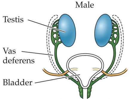 <p>One of the two precursor duct systems present zygote at 6 weeks</p><p>Potential to develop into epididymis, vas deferens, and seminal ducts</p>