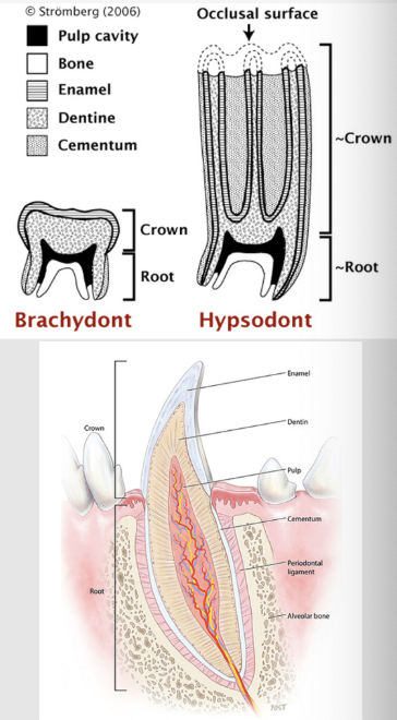 <p>the bulk of the tooth, a hard, substance like bone, surrounds the pulp cavity</p><p></p><p>produced by odontoblasts - tall columnar cells located at the periphery (outside) of the <strong>dental pulp</strong></p><p></p><p>odontoblasts remain active throughout life-deposited continuously</p><p></p><p>there are 3 types of dentin </p><ol><li><p>primary - formed before tooth eruption</p></li><li><p>secondary - forms at the periphery of the exposed pulp cavity-tertiary created in response </p></li><li><p>to external stimuli, darker in colour (reparative or teriatiary dentine)</p></li></ol><p></p>