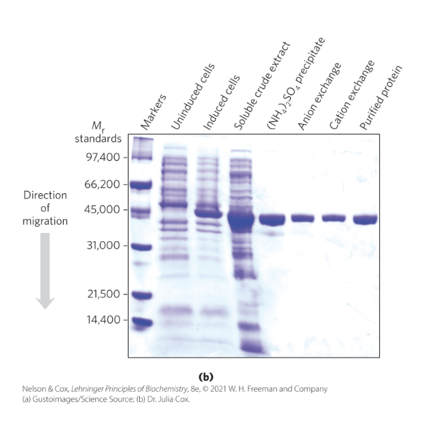 <ul><li><p>Uses <strong>cross-linked polyacrylamide gels</strong> (PAGE).</p></li><li><p>Proteins migrate <strong>based on their charge-to-mass ratio</strong> under an electric field.</p></li><li><p>Migration is from <strong>cathode (-) to anode (+)</strong>.</p></li><li><p>Proteins are visualized using <strong>Coomassie blue dye</strong>, which <strong>binds to proteins</strong>. </p></li></ul><p></p>