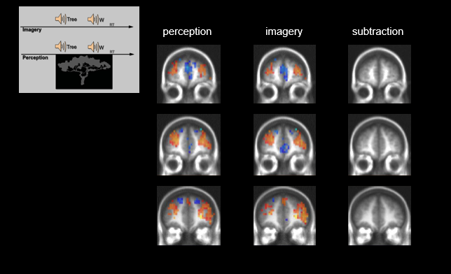 <ul><li><p>control condition - in the dark with eyes closed, people heard the word “tree” and asked to make a mental image of the item </p></li><li><p>experimental condition - presented with a low contrast lime image of similar items</p></li></ul><p>brain activation was compared between the perception and imagery (control) conditions → subtracting the two showed basically no difference in activation</p><p>this means you recreate the thing you’re trying to remember in the mind, therefore activating the same brain areas you used when you first made the memory</p><p></p>