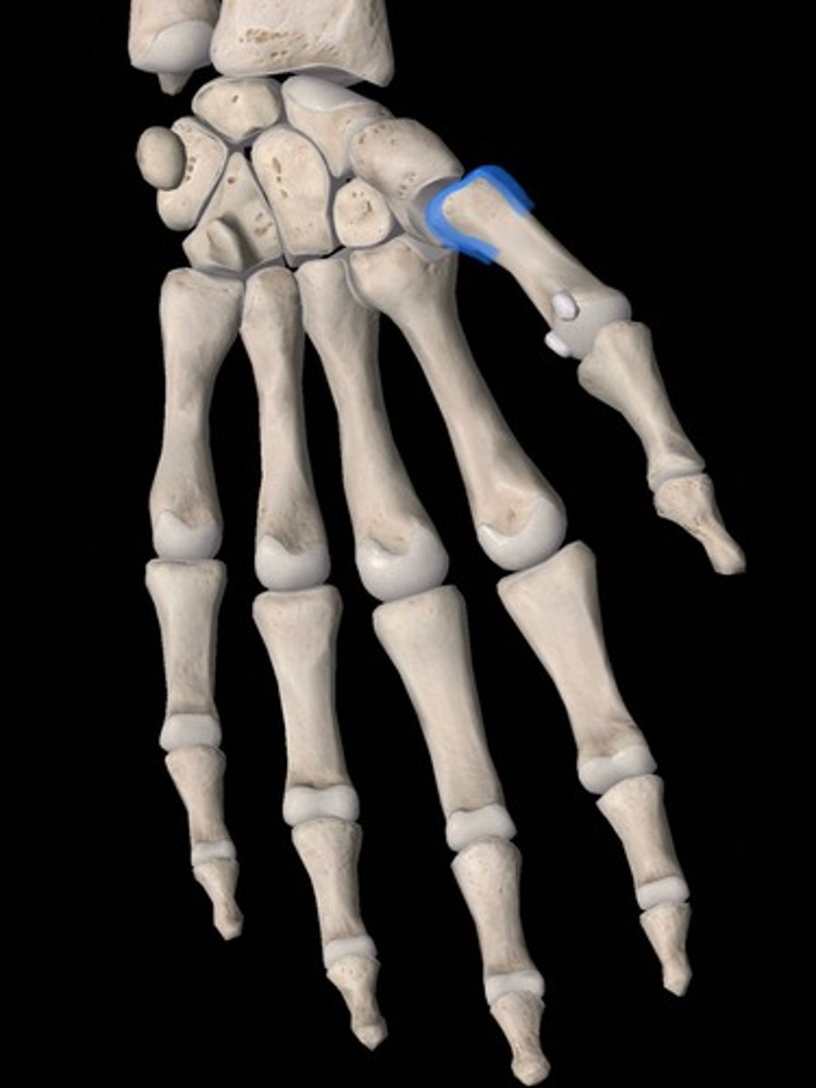 <p>bone</p>