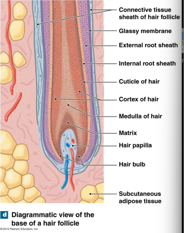 <ul><li><p>hair grows continually: 0.33 mm/day (scalp)</p></li><li><p>hair matrix</p><ul><li><p>within hair bulb</p></li><li><p>site of epidermal stem cells (divide, pushed up, keratinized)</p></li></ul></li><li><p>medulla (inner), cortex (middle), and cuticle (outer)</p><ul><li><p>inner → outer layers = less → more keratin</p></li></ul></li><li><p>keratinization complete at border of root and shaft</p></li></ul><p></p><p>epithelial cells that line follicle are arranged in layers (not part of hair, surround and support hair)</p><ul><li><p>inner to outer</p><ul><li><p>internal root sheath (not part of hair, support hair in epithelial cells)</p></li><li><p>external root sheath</p></li><li><p>glassy membrane</p></li></ul></li></ul><p></p>