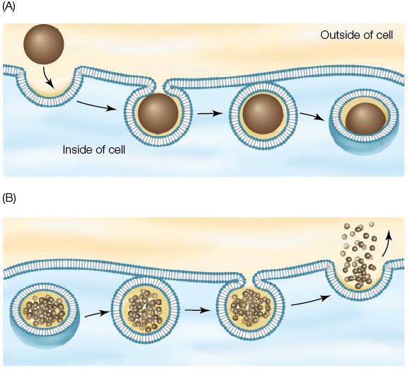 <p>Endocytosis is where substances are ingested whereas exocytosis is where substances are removed.</p>