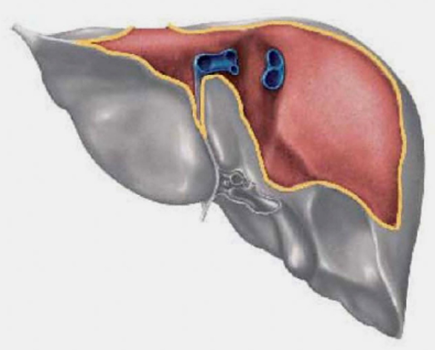 <p>to inferior phrenic nodes which will drain to posterior mediastinal nodes</p>