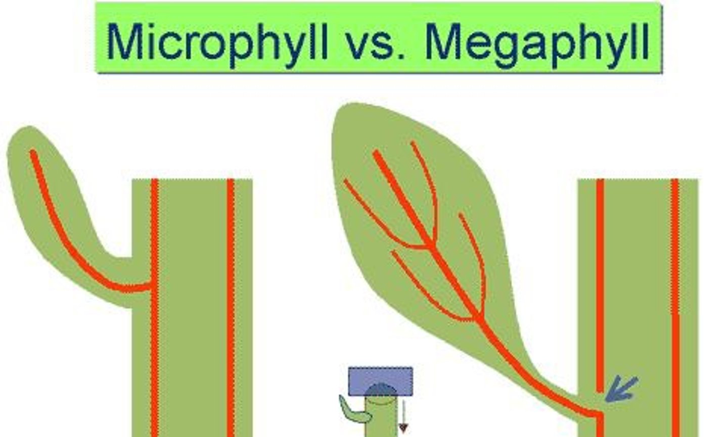<p>leaves with a highly branched vascular system, leaf gap; derived from fusion of branches, assoc w/ siphonstele or eustele</p>