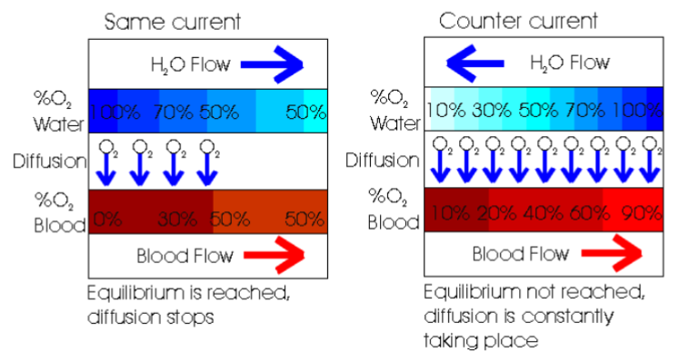 <p>fluids flow in opposite directions  to enhance the transfer of a substance (like oxygen), is found in the gills of molluscs (with ctenidia). This mechanism is crucial for efficient gas exchange, maximizing the uptake of oxygen from the water into the molluscs blood. </p>