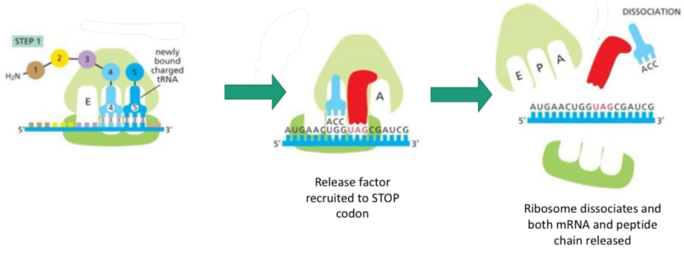 <ol><li><p>Another tRNA binds, forms a bond etc</p></li><li><p>Release factor recruited as STOP codon is read</p></li><li><p>Ribosome dissociates ad both mRNA and peptide chain released</p></li></ol><p></p>