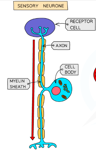 <p>What are sensory neurons?</p>