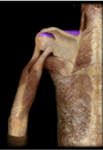 <p>Name this muscle and it’s blood supply </p>