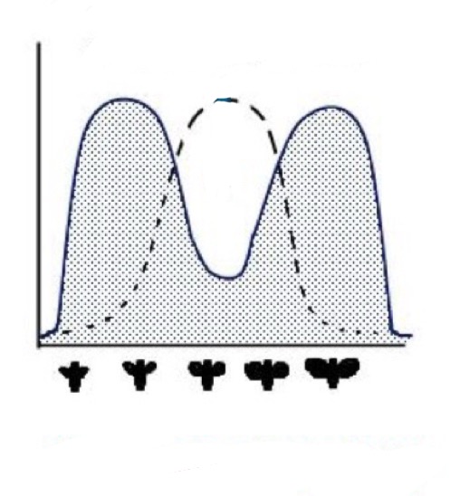 <p>Was ist das für ein Selektionstyp und wo herrscht Selektionsdruck</p>