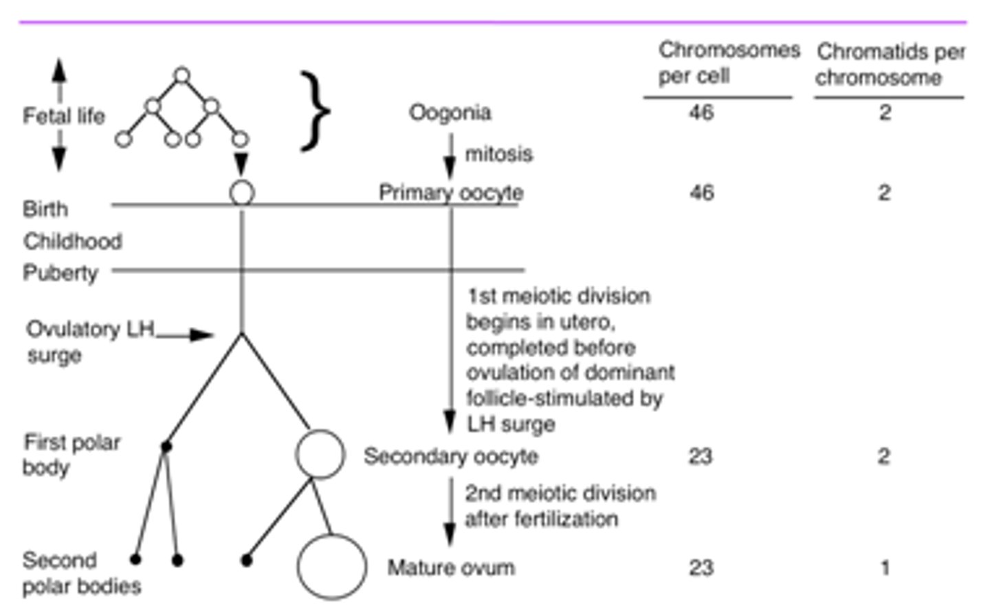 <p>Oogonia - Mitosis Differentiation - Primary oocytes - 1st Meiotic division - Secondary oocytes - 2nd Meiotic division - ovum</p>