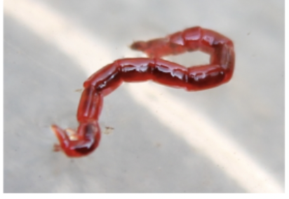 <p>Name order and family</p>