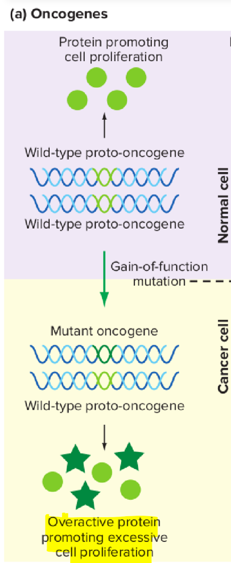 <ul><li><p>Genes whose mutant alleles act in a dominant manner to promote cancer are proto-oncogenes (only need one mutated allele)</p></li><li><p>Mutant alleles of these genes are oncogenes</p></li><li><p>Proto-oncogenes often encode proteins needed for cell-cycle progression; oncogenic mutation increases gene expression or enhances the gene product’s efficiency (faster cell cycle progression).</p></li><li><p>Oncogenic mutation is a gain-of-function mutation → either more function or new function</p></li><li><p>One oncogene is sufficient to help cause a cancer-related phenotype &gt; typically dominant allele</p></li></ul><p></p>