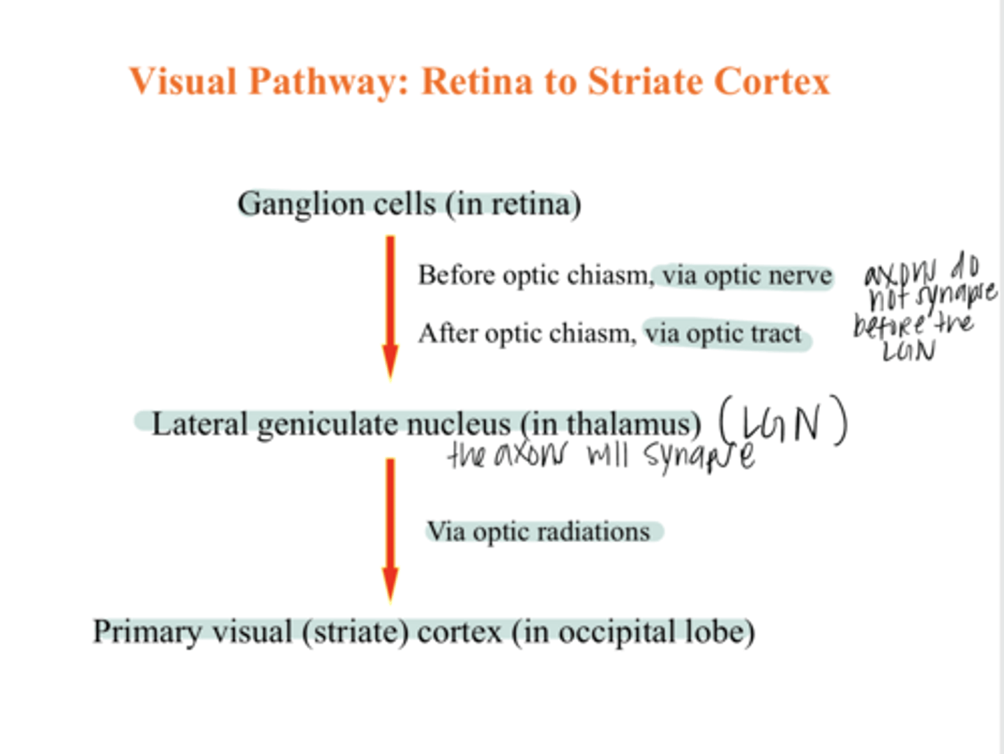 <p>What is the basic visual pathway from the retina to the striate cortex?</p>