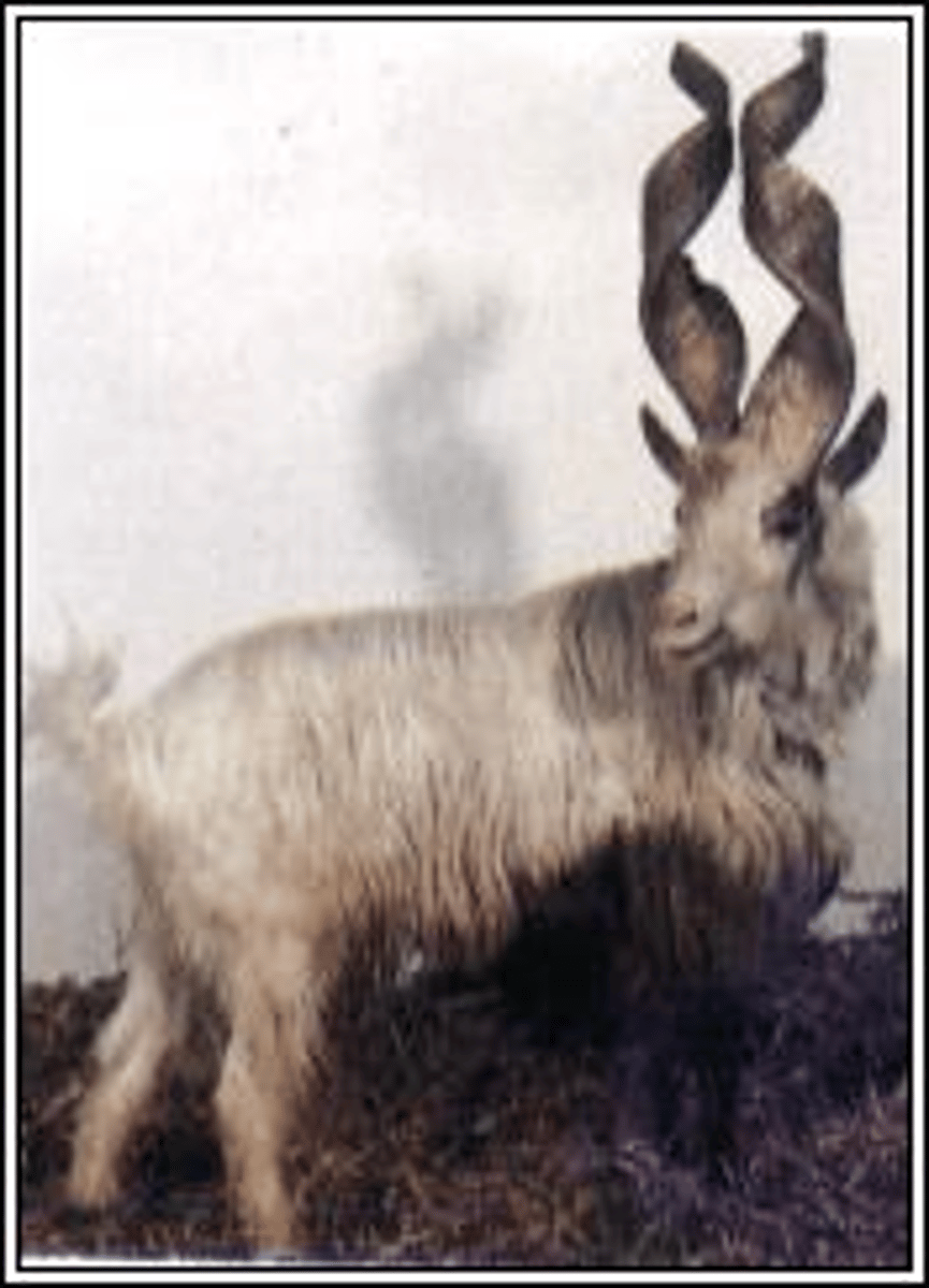 <p>white, with some brown speckles, long spiraling erect horns, males have long beards, milk with good balance between fat and protein, extensive</p>