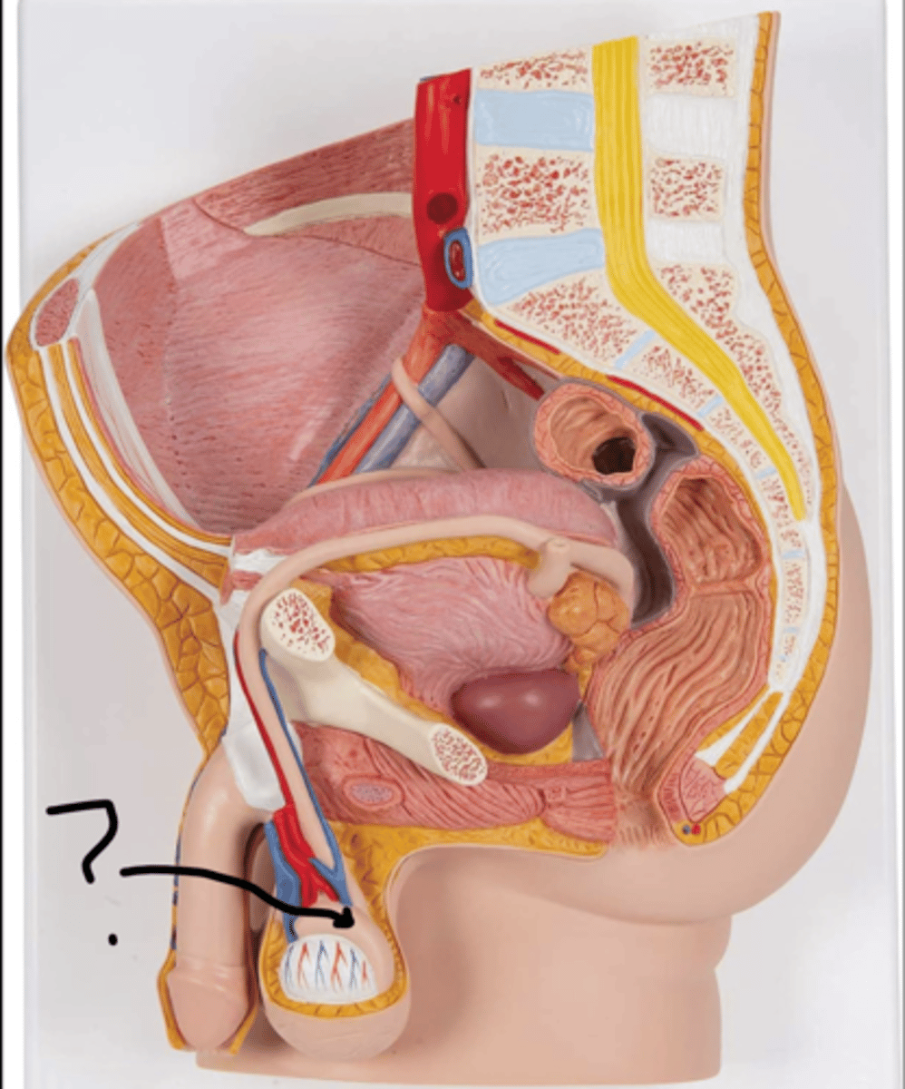 <p>name this structure</p>