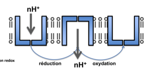 <p>Les e sont transférés via le CoQ et les cytochromes jusqu’à l’oxygène moléculaire. Le trajet du transfert est imposé par le gradient du potentiel RedOx </p>