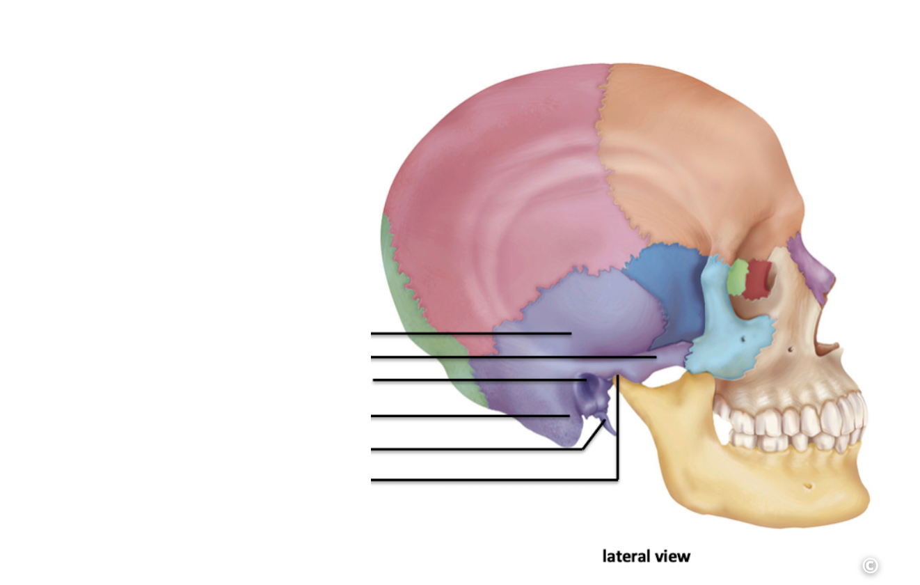 <p>Identify the cranial bone and it’s feature(s)</p>