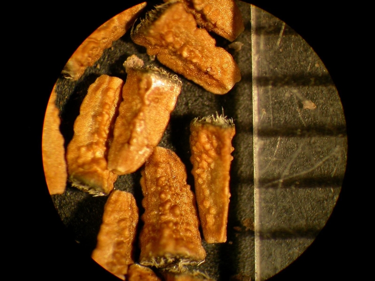 Eclipta prostrata
