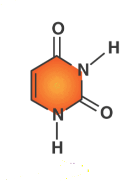 <p>What Nitrogenous base</p>