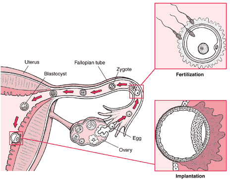 <p>How does the process of fertilization happen?</p>