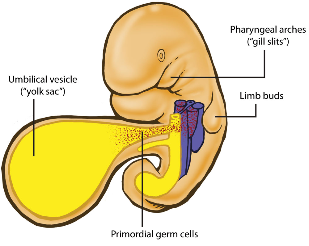 <p>What are the<strong> main functions</strong> of the <strong>yolk sac?</strong></p>