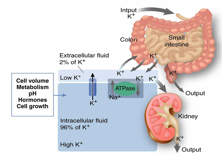 <p>-occurs by re-distribution into the intracellular space and by renal excretion</p>