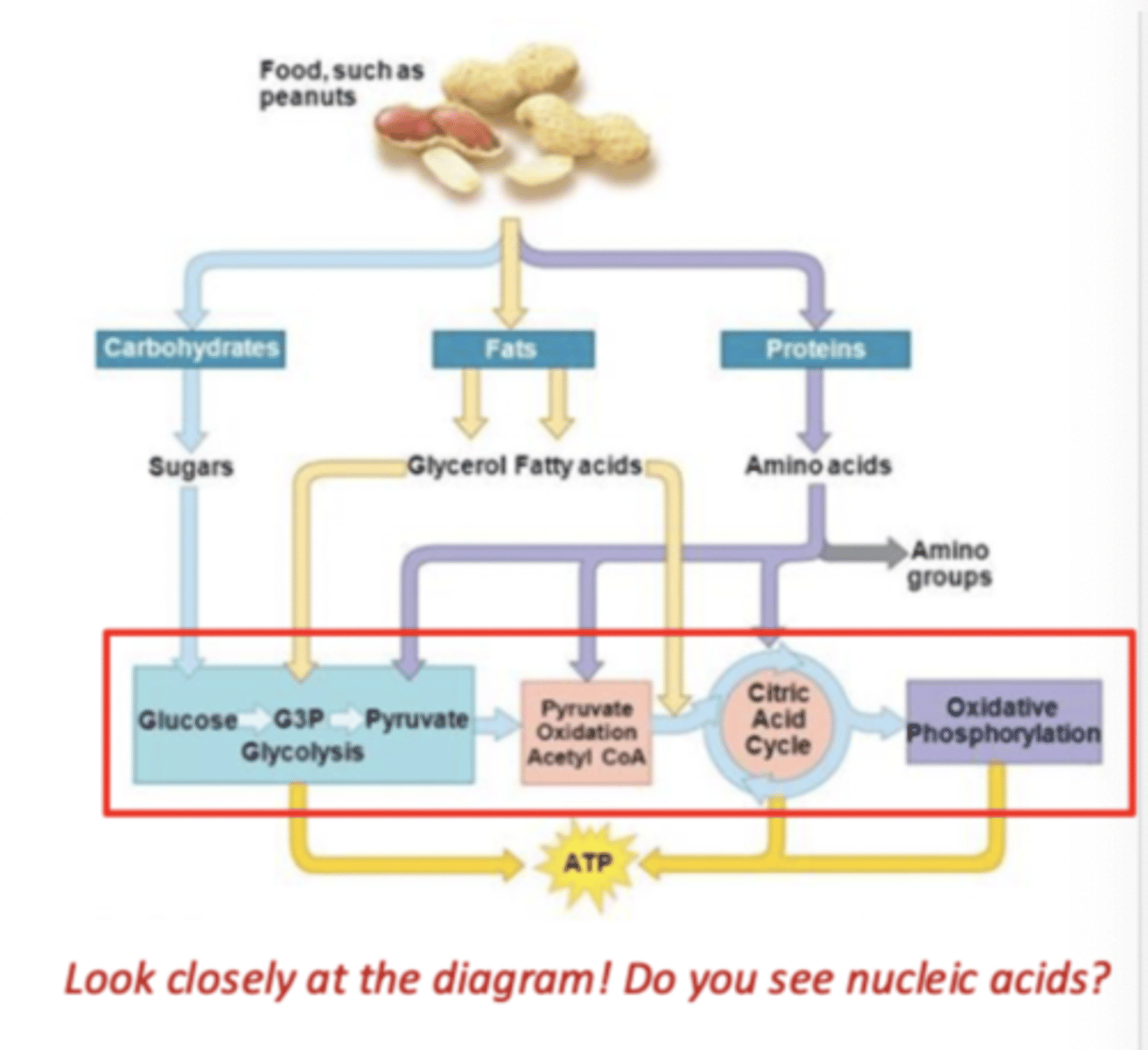 <p>series of metabolic pathways that convert carbon fuels into CO2 and H2O to generate energy</p>