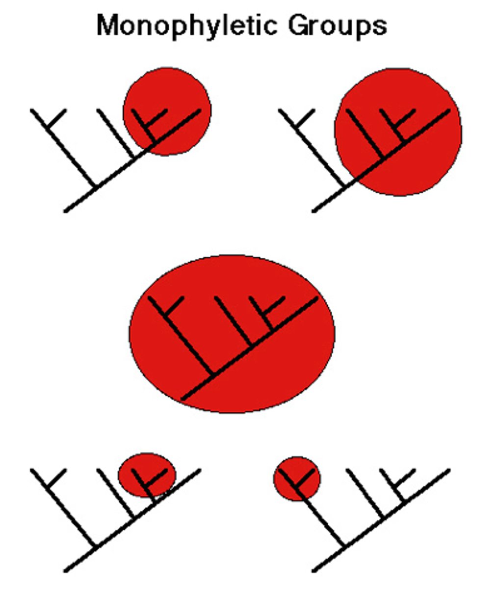 <p>includes a common ancestor and all of its descendants</p>