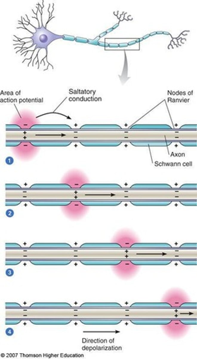 <p>The process by which action potentials jump from node to node along myelinated axons.</p>