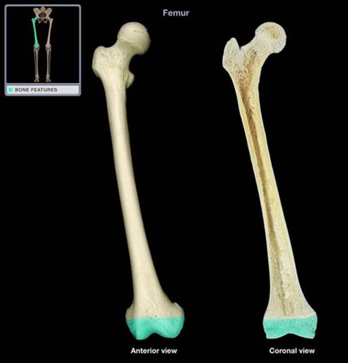 <p>Identify this highlighted part of a long bone.</p>