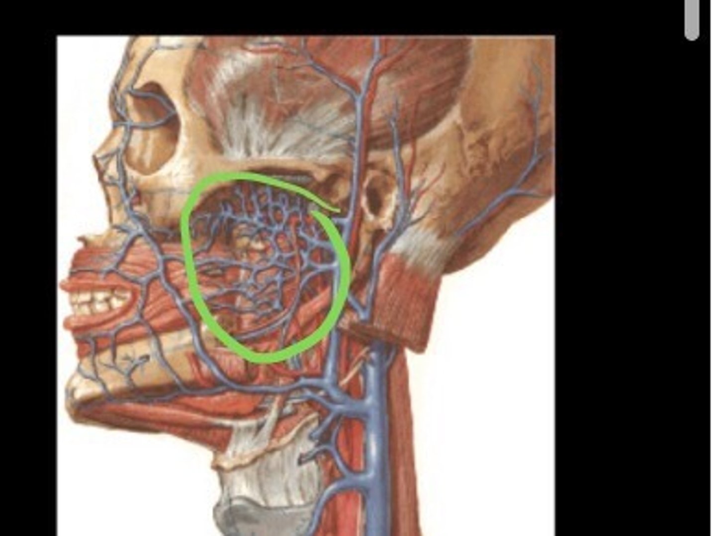 <p>Numerous deep veins drain blood from the upper part of the face, the tissue of the lips, and muscles around the</p><p>mouth, the posterior part of the nasal cavity, the palate, the maxillary alveolar process, and the maxillary teeth into the _______</p>