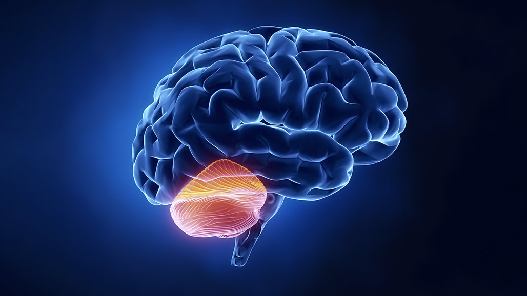 A part of the brain that plays an important role in motor coordination. It coordinates leg and arm movements, *balance*, and steady hands.