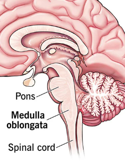 controls breathing,heart rate, swallowing and connects brain and spinal cord 