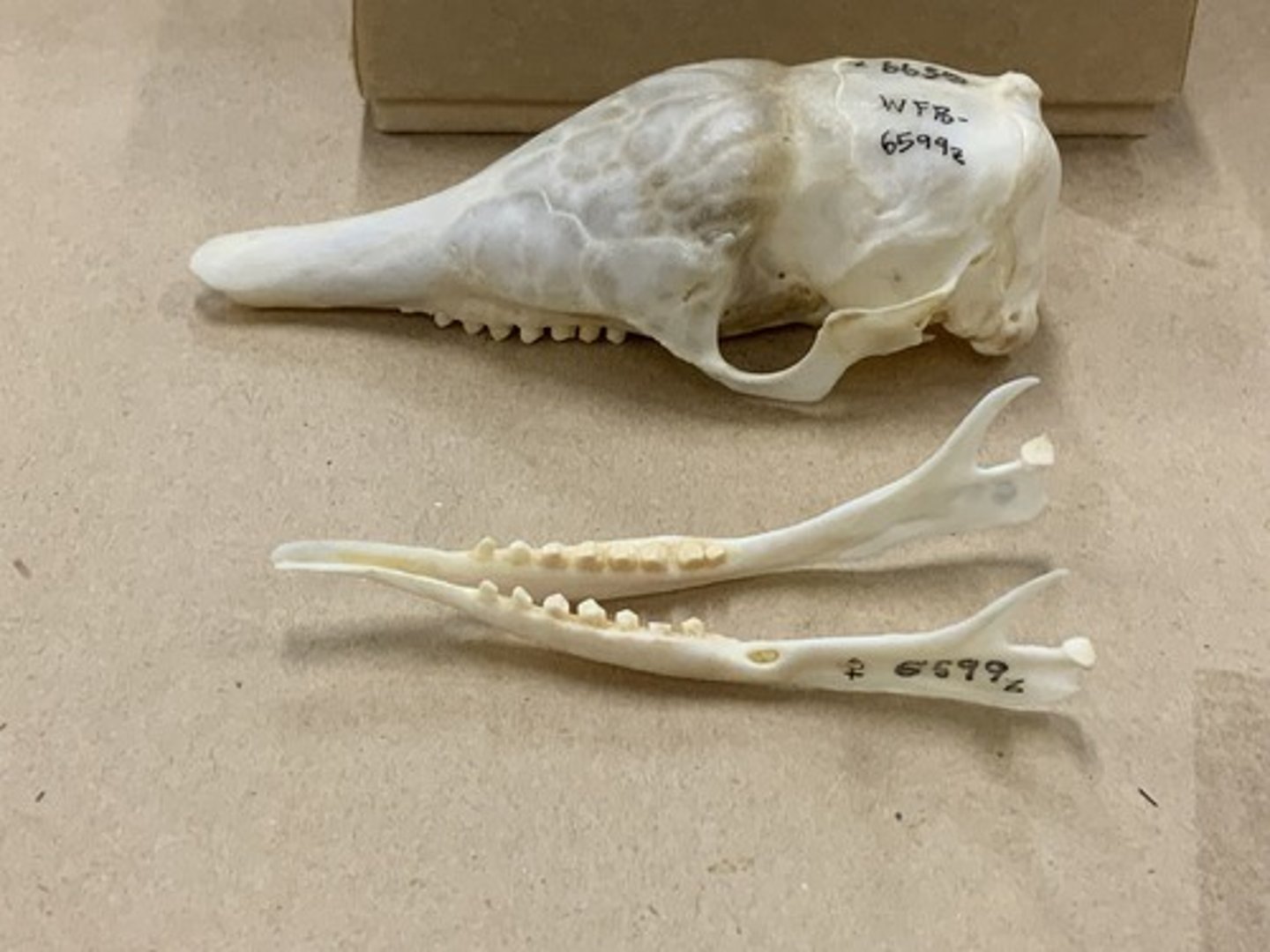 <p>Family, Order, Clade, Infraclass, Subclass</p><p>-no I/i or C/c</p><p>-small homodont cheek teeth</p>