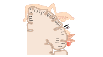 <p>Motor Homunculus </p>