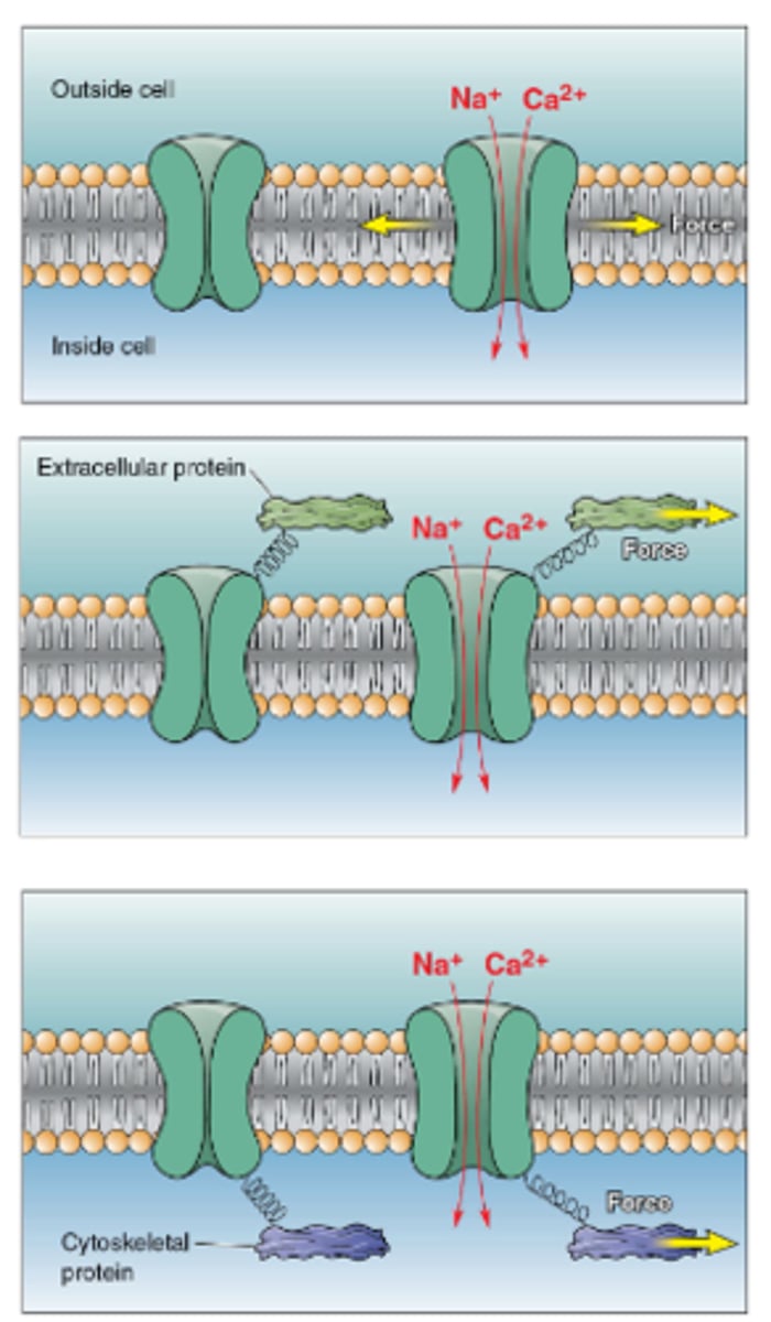 <p>Ion channels sensitive to stretching of lipid membrane.<br><br>Ion channels that open with force applied to extracellular structures<br><br>Ion channels that open w/ deformation and stress on cell's cytoskeleton</p>